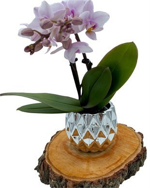 2 Dallı Mini Orkide