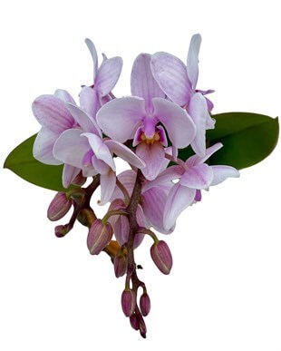 2 Dallı Mini Orkide