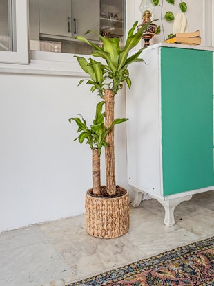 2 Gövdeli Dracaena Massengena Bitkisi XL 90-100 cm