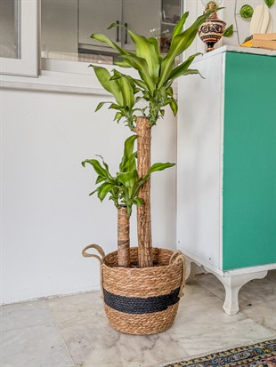 2 Gövdeli Dracaena Massengena Bitkisi XL 90-100 cm