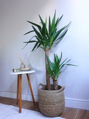 2 Gövdeli Yuka Bitkisi Large 100-120 cm (Yucca Massengena - Avize Çiçeği)