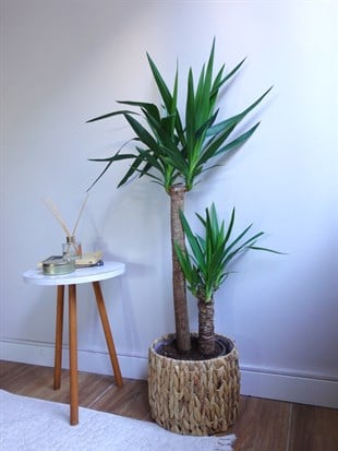 2 Gövdeli Yuka Bitkisi Large 100-120 cm (Yucca Massengena - Avize Çiçeği)