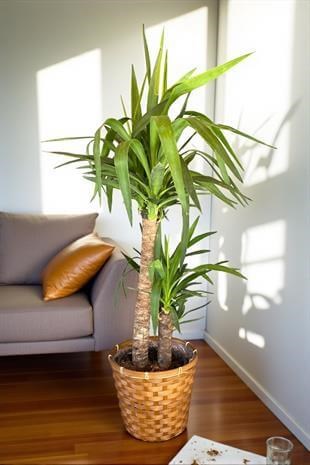 2 Gövdeli Yuka Bitkisi Large 100-120 cm (Yucca Massengena - Avize Çiçeği)