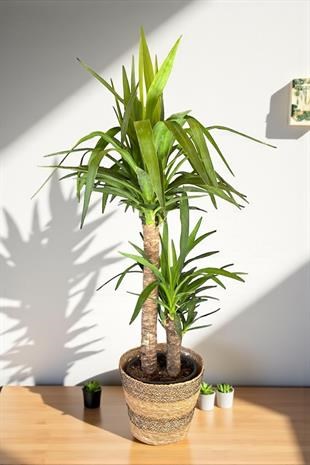 2 Gövdeli Yuka Bitkisi Large 100-120 cm (Yucca Massengena - Avize Çiçeği)