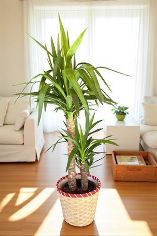 2 Gövdeli Yuka Bitkisi Large 100-120 cm (Yucca Massengena - Avize Çiçeği)