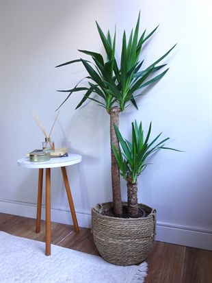 2 Gövdeli Yuka Bitkisi Large 100-120 cm (Yucca Massengena - Avize Çiçeği)