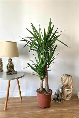 2 Gövdeli Yuka Bitkisi Large 100-120 cm (Yucca Massengena - Avize Çiçeği)