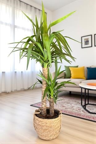 2 Gövdeli Yuka Bitkisi Large 100-120 cm (Yucca Massengena - Avize Çiçeği)