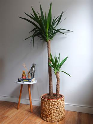 2 Gövdeli Yuka Bitkisi XL 140- 150 cm (Avize Çiçeği - Yucca Jawel Elephantipes)