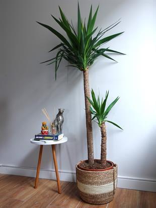 2 Gövdeli Yuka Bitkisi XL 140- 150 cm (Avize Çiçeği - Yucca Jawel Elephantipes)