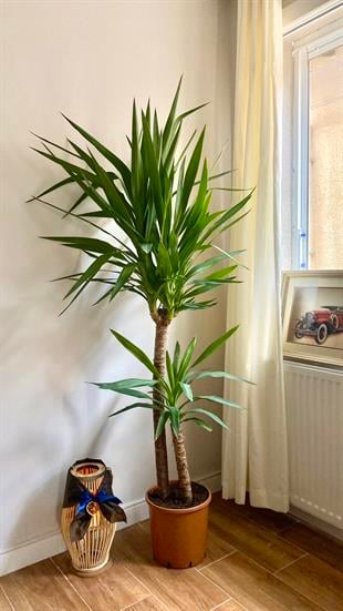 2 Gövdeli Yuka Bitkisi XL 150- 180 cm (Avize Çiçeği - Yucca Jawel Elephantipes)