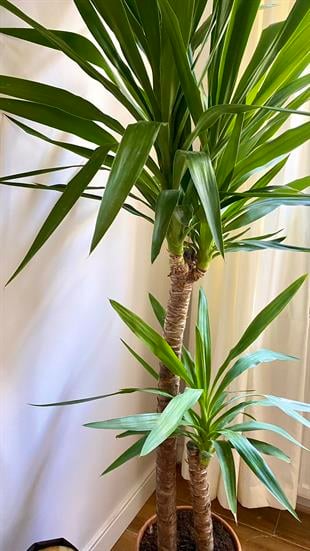 2 Gövdeli Yuka Bitkisi XL 150- 180 cm (Avize Çiçeği - Yucca Jawel Elephantipes)