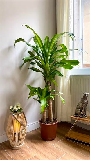 2 Gövdeli Dracaena Massengena Bitkisi XL 100-110 cm