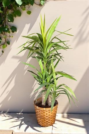 3 Gövdeli Yuka Bitkisi Large 100 - 120 cm(Avize Çiçeği)