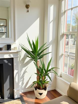 3 Gövdeli Yuka Bitkisi Large 100 - 120 cm(Avize Çiçeği)