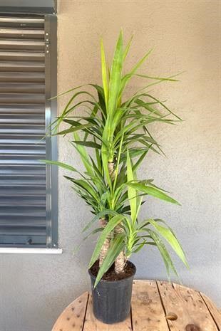 3 Gövdeli Yuka Bitkisi Large 100 - 120 cm(Avize Çiçeği)