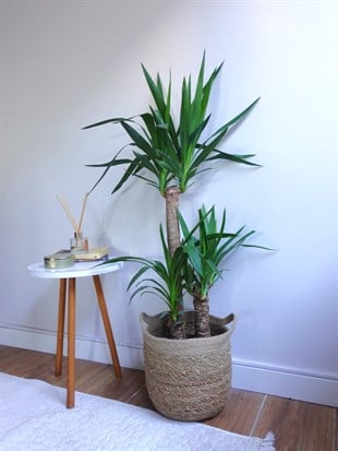 3 Gövdeli Yuka Bitkisi Large 100 - 120 cm(Avize Çiçeği)