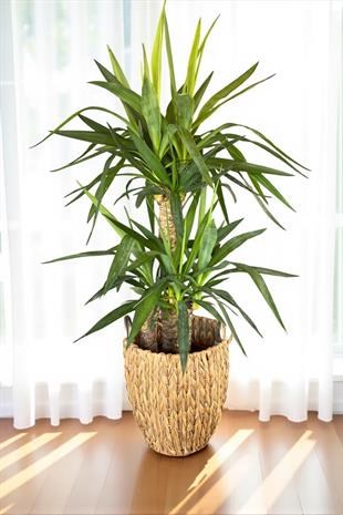 3 Gövdeli Yuka Bitkisi Large 100 - 120 cm(Avize Çiçeği)