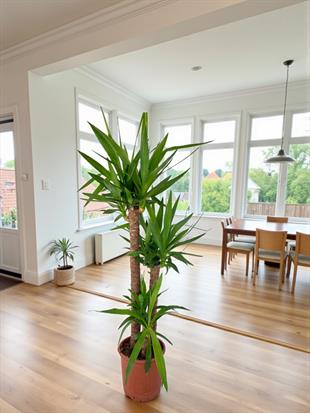 3 Gövdeli Yuka Bitkisi Large 100 - 120 cm(Avize Çiçeği)