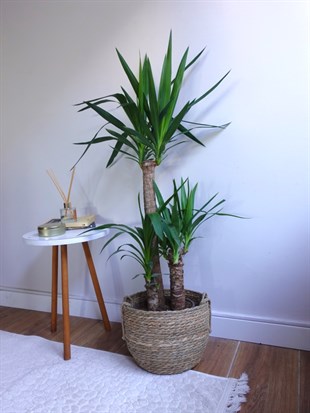 3 Gövdeli Yuka Bitkisi Large 100 - 120 cm(Avize Çiçeği)