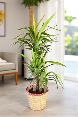 3 Gövdeli Yuka Bitkisi Large 100 - 120 cm(Avize Çiçeği)