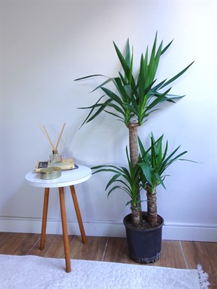 3 Gövdeli Yuka Bitkisi Large 100 - 120 cm(Avize Çiçeği)