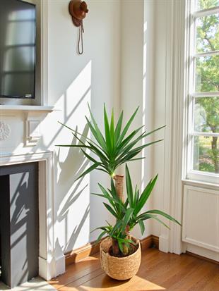 3 Gövdeli Yuka Bitkisi Large 100 - 120 cm(Avize Çiçeği)