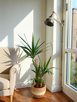 3 Gövdeli Yuka Bitkisi Large 100 - 120 cm(Avize Çiçeği)