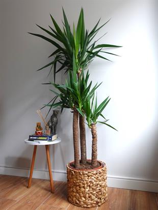 3 Gövdeli Yuka Bitkisi Large 130-150 cm ( Avize Çiçeği -  Yucca Massengena)