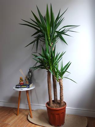 3 Gövdeli Yuka Bitkisi Large 130-150 cm ( Avize Çiçeği -  Yucca Massengena)