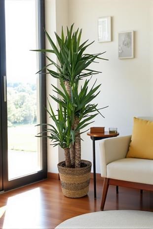 3 Gövdeli Yuka Bitkisi Large 150-160 cm ( Avize Çiçeği -  Yucca Massengena)