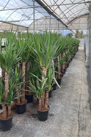 3 Gövdeli Yuka Bitkisi Large 150-160 cm ( Avize Çiçeği -  Yucca Massengena)