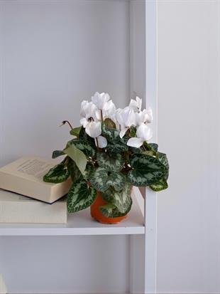 4 Farklı Renk 4 Adet Siklamen Seti (Cyclamen) Sıklamen Çiçeği