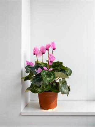 4 Farklı Renk 4 Adet Siklamen Seti (Cyclamen) Sıklamen Çiçeği