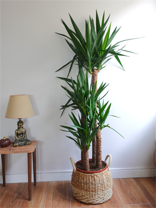 4 Gövdeli Dev Yuka 150-170 cm - XXL Dolgun Form – Yucca Massengena 