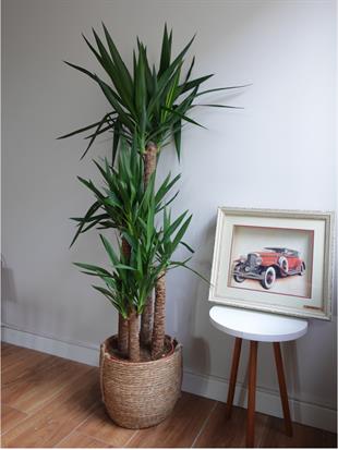 4 Gövdeli Dev Yuka 150-170 cm - XXL Dolgun Form – Yucca Massengena 