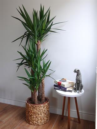 4 Gövdeli Dev Yuka 150-170 cm - XXL Dolgun Form – Yucca Massengena 