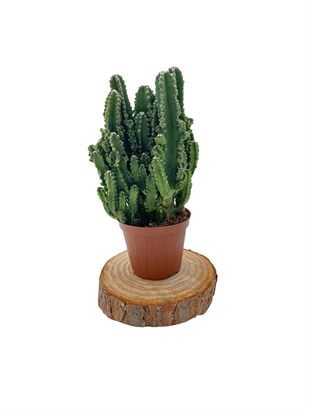 Cereus Peruvianus Kaktüs