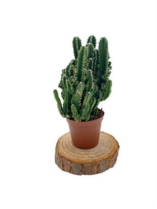 Cereus Peruvianus Kaktüs