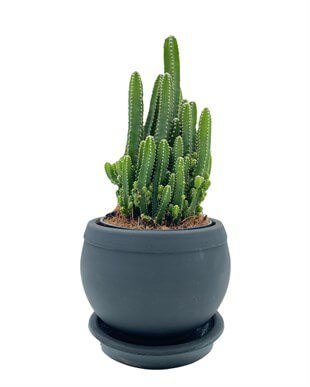 Acanthocereus Tetragonus (Perili Şato) Çap 12.5 Kaktüs