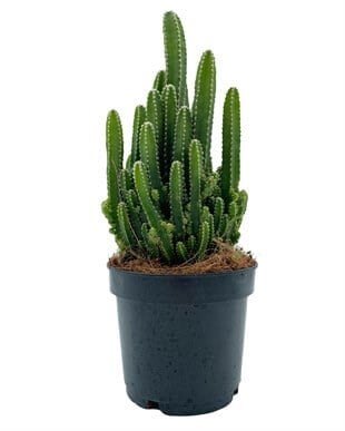 Acanthocereus Tetragonus (Perili Şato) Çap 12.5 Kaktüs