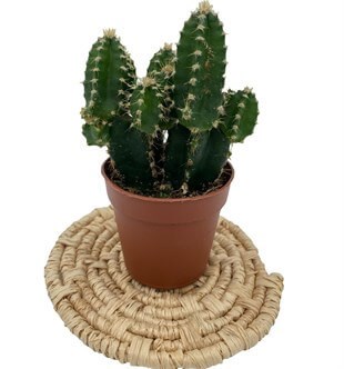 Cereus Peruvianus Florida Radyasyon Kaktüs