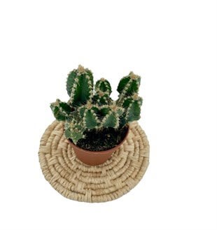 Cereus Peruvianus Florida Radyasyon Kaktüs