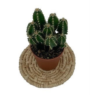 Cereus Peruvianus Florida Radyasyon Kaktüs