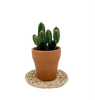 Cereus Peruvianus Florida Radyasyon Kaktüs