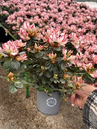 Açelya Çiçeği (Azalea) – Bol Çiçekli & Dolgun Formlu Özel Seri