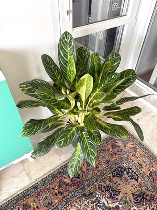 Aglaonema Key Lime XXL Dev Dolgun Form – Tropikal ve Ferahlatıcı Yeşil 🌿