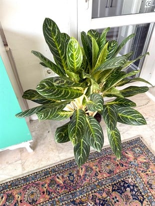 Aglaonema Key Lime XXL Dev Dolgun Form – Tropikal ve Ferahlatıcı Yeşil 🌿