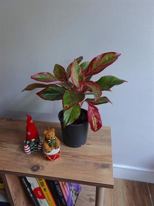 Aglaonema Red Sun