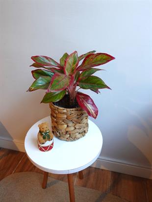 Aglaonema Red Sun